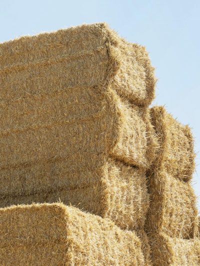 Hay